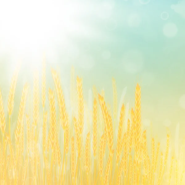 Поля пшениці — стоковий вектор