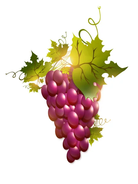 Червоний виноград — стоковий вектор