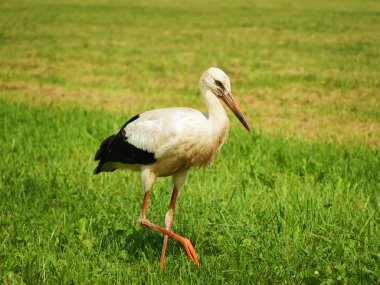 Stork at field clipart