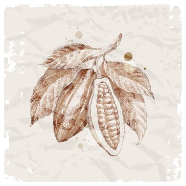 Hand drawn cocoa beans on branch clipart