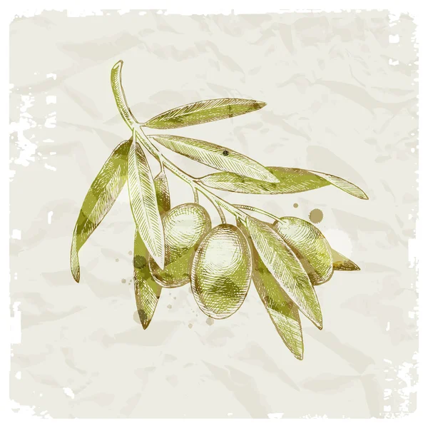 Гранжевая векторная иллюстрация - оливковая ветвь, нарисованная вручную — стоковый вектор