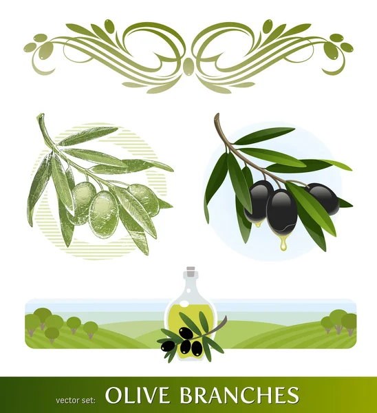 Conjunto de vectores - ramas de olivo — Vector de stock