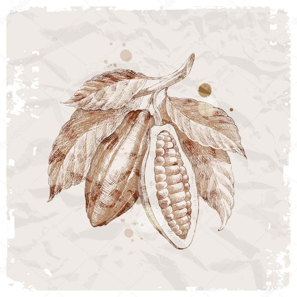 Hand drawn cocoa beans on branch