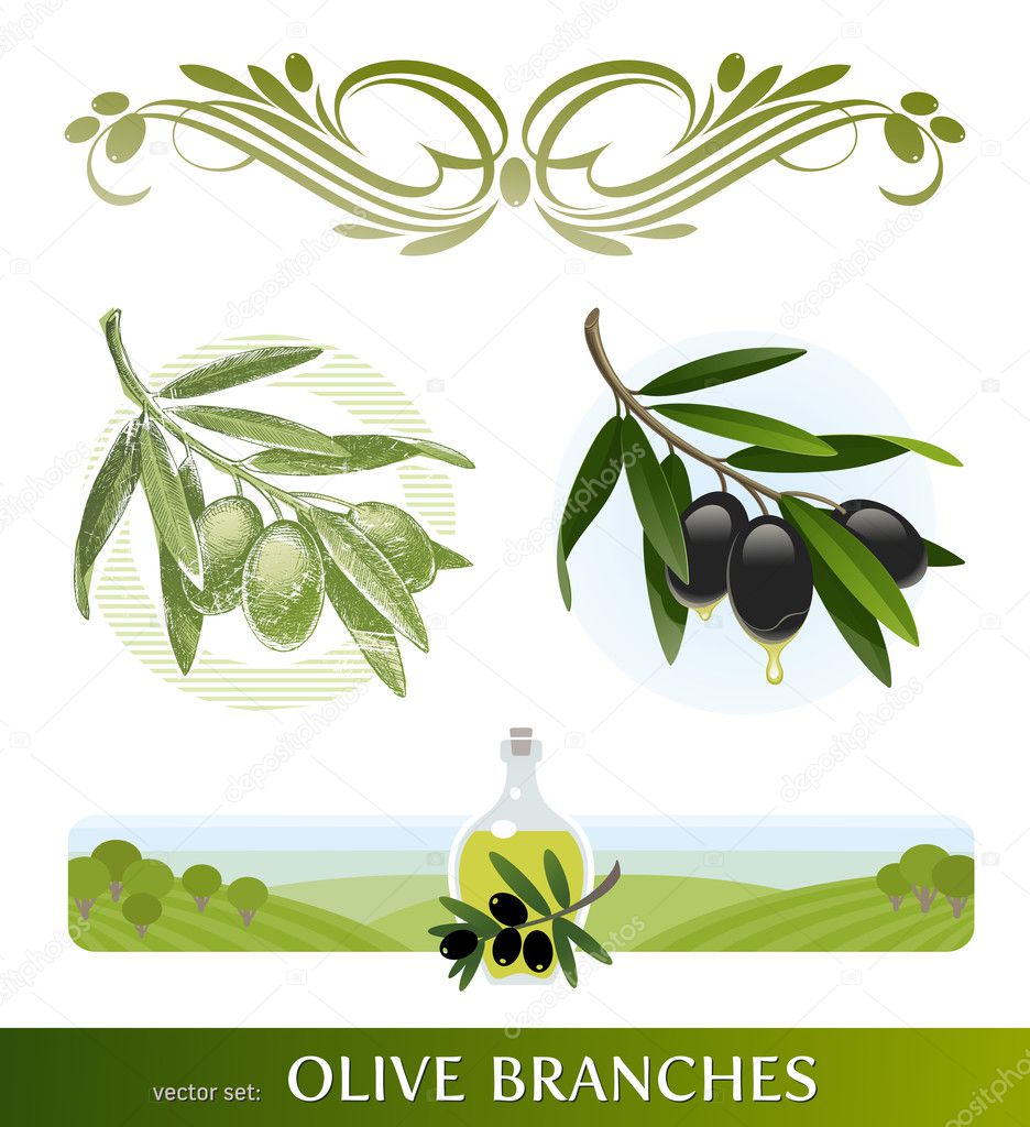 Vector set - olive branches