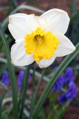 Beyaz narsist (Narcissus)