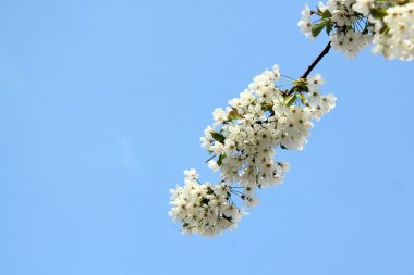 kiraz çiçekleri ve gökyüzü ile şube