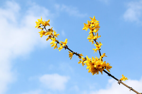 Forsythia bush flowers against blue sky