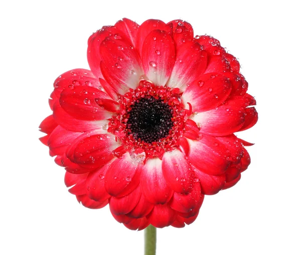 Czerwony stokrotka kwiat na białym tle — Zdjęcie stockowe