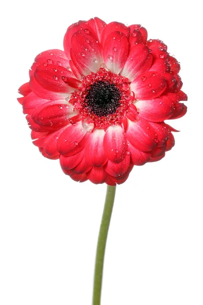 Czerwony stokrotka kwiat na białym tle — Zdjęcie stockowe