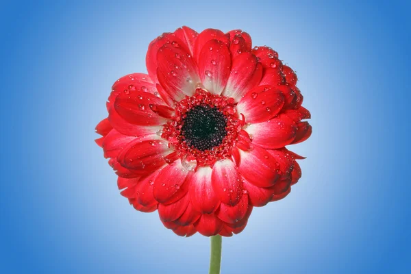 Kék háttér piros Kamilla virág — Stock Fotó