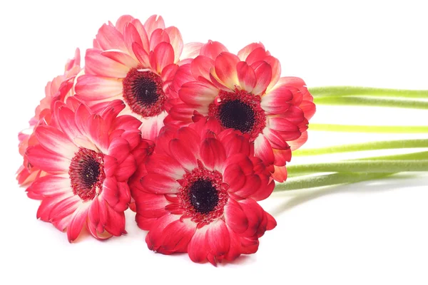 Bunga bunga aster merah — Stok Foto