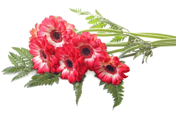 Bunga bunga aster merah — Stok Foto