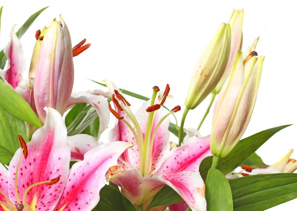 stock image Pink lily