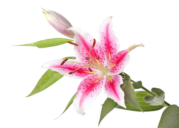 stock image Pink lily