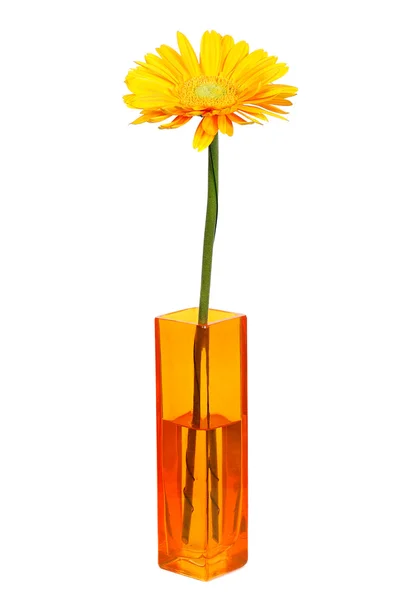 Gult daisy blomman i gul vas isolerad på vit — Stockfoto