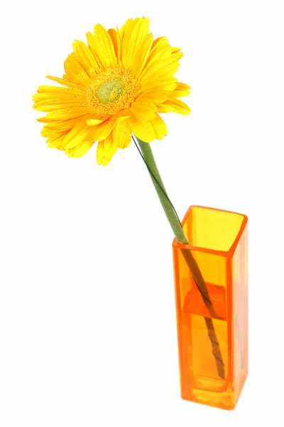 Bunga kuning daisy dalam vas kuning terisolasi pada warna putih — Stok Foto