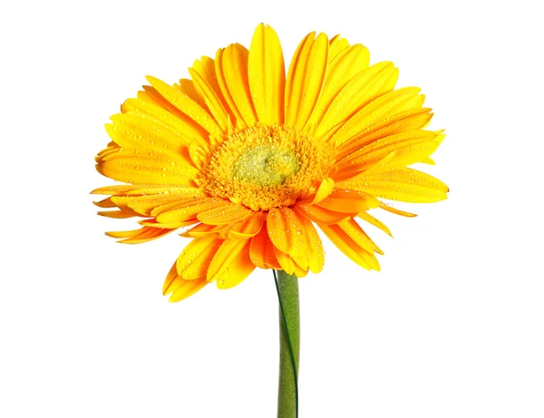 Gult daisy blomman isolerad på vit — Stockfoto
