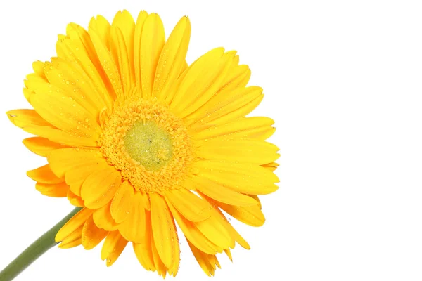 Bunga kuning daisy diisolasi pada warna putih — Stok Foto