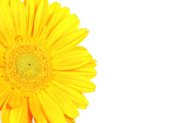 Stokrotka żółty kwiat na białym tle — Zdjęcie stockowe