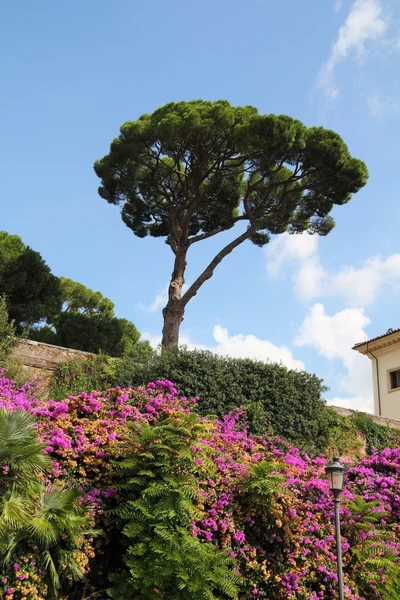 stock image Magenta flowers against blue sky and tree