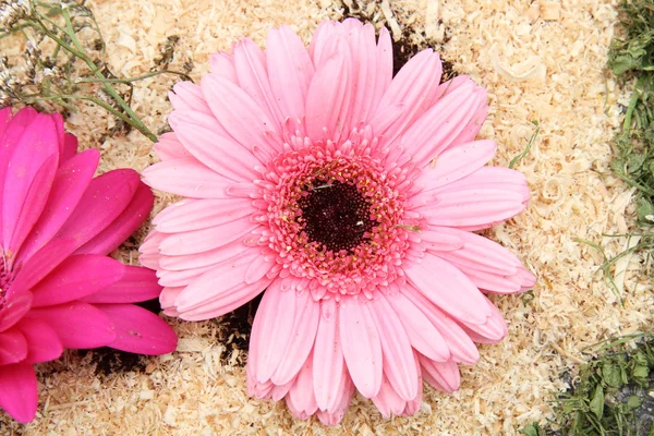 Százszorszép virág — Stock Fotó