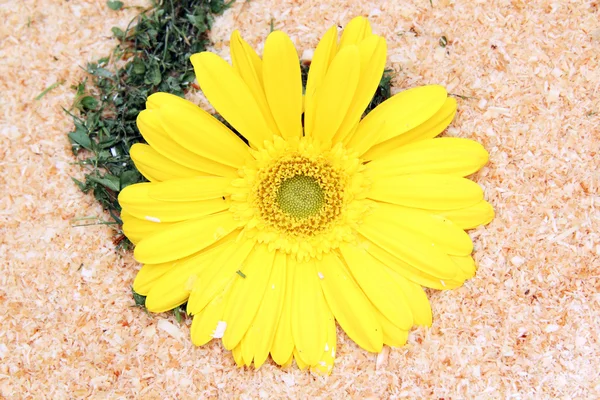 Daisy bunga — Stok Foto