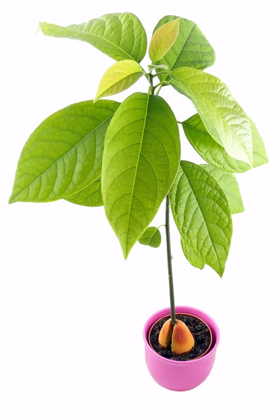 흰색 배경에 고립 된 아보카도 식물 로열티 프리 스톡 이미지