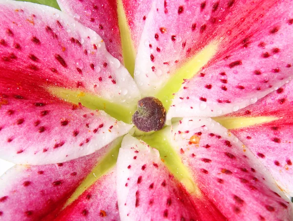 Närbild bild av rosa lily Royaltyfria Stockfoton