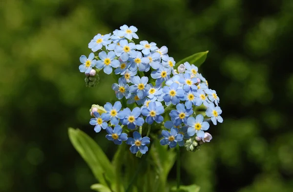 Blue flowers, forget-me — Stockfoto