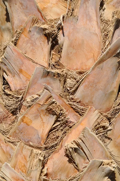 stock image Palm bark, texture, background