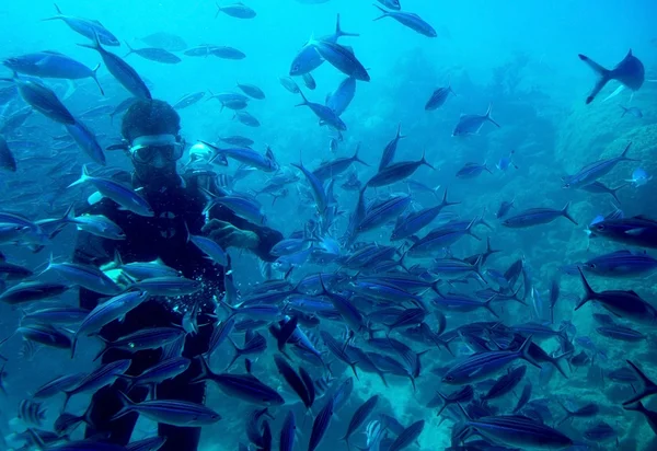 Búvár úszik együtt a halakat Stock Kép