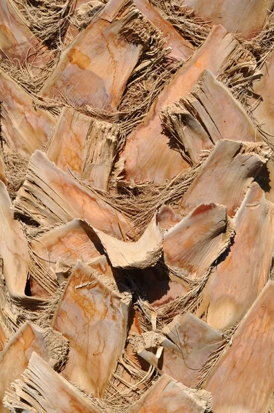 Пальмовая кора — стоковое фото