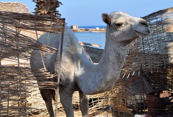 stock image Camel closeup