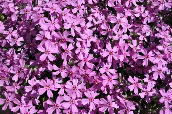 Violet flowers — Stock Photo, Image