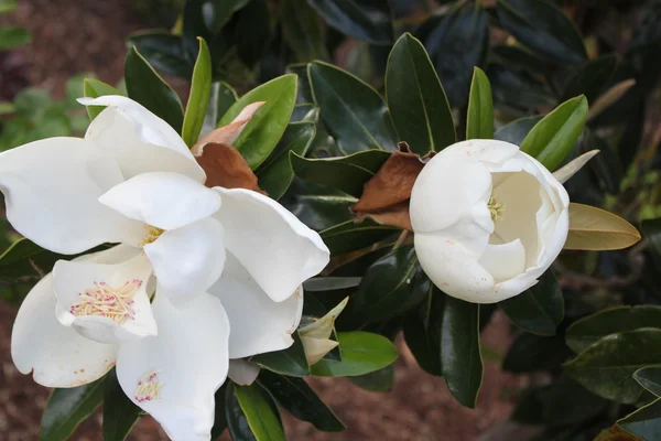 Magnolia blossom — Stockfoto