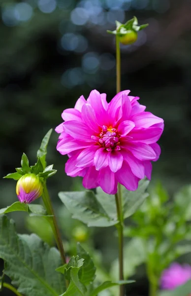 stock image Pink dahlia