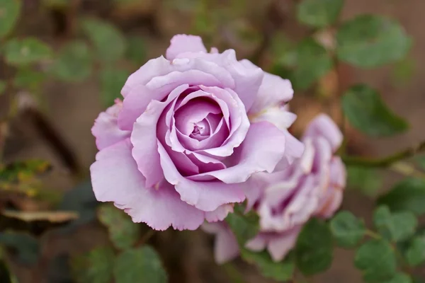 Rosa azul Fotografias De Stock Royalty-Free