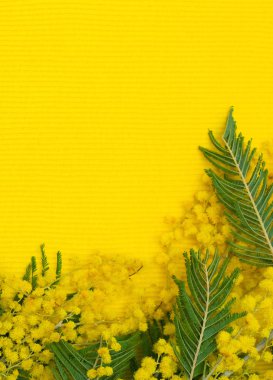 Yellow background with branch of mimosa clipart