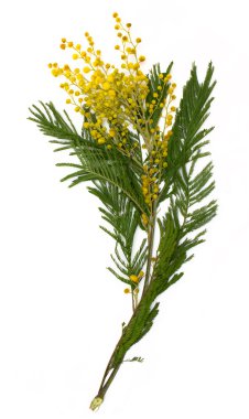 Beyaz izole Mimoza (Gümüş wattle) Şubesi