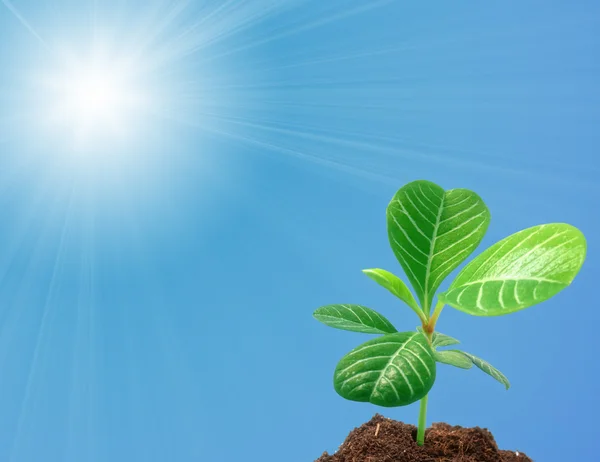 stock image Growth: young sprout against sky with sun