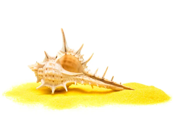 Θαλασσινό κοχύλι σε κίτρινο macro άμμου — Φωτογραφία Αρχείου