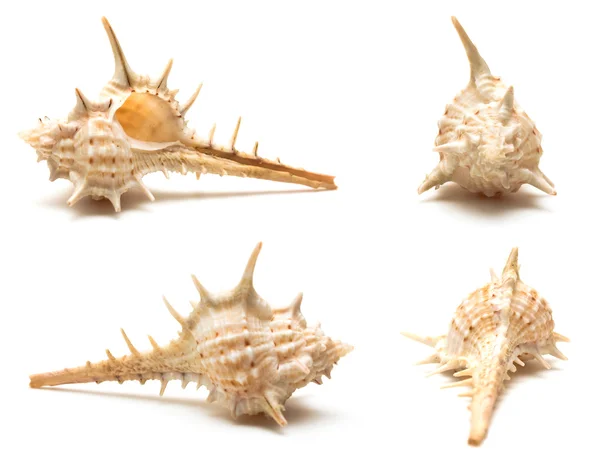 Conjunto de cuatro conchas marinas macro — Foto de Stock