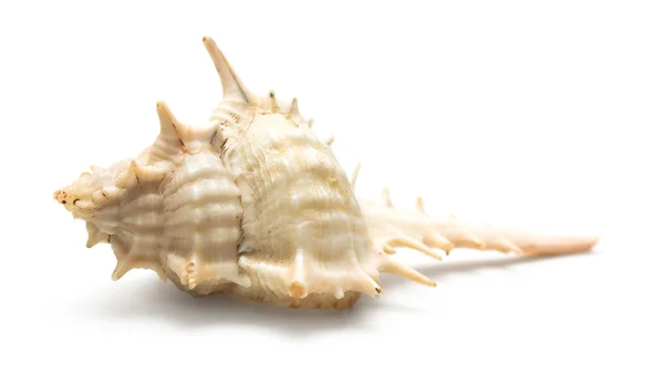 Seashell macro — Stock Photo, Image