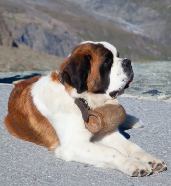 St. Bernard Dog clipart