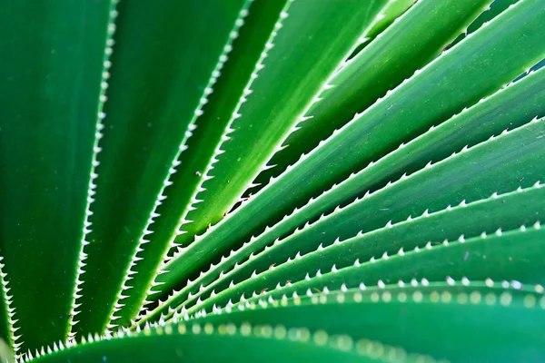 Stock image Thorned aloe