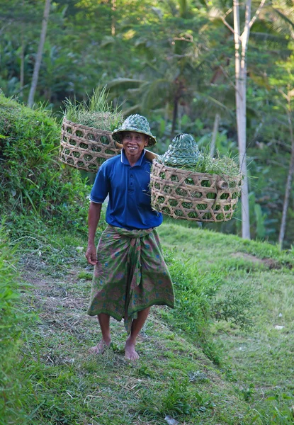 Farmer on the rice field — Stock Photo, Image