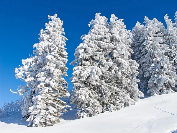 在阿尔卑斯山的冬天 免版税图库照片