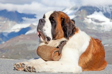 St. Bernard Dog clipart