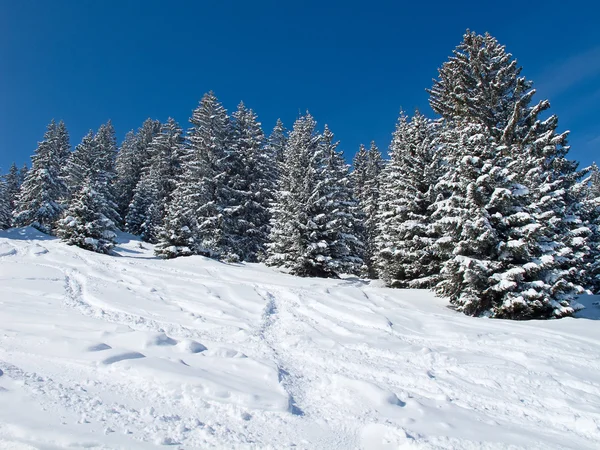 Inverno nelle Alpi — Foto Stock