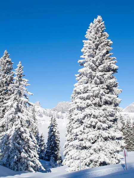 Inverno nelle Alpi — Foto Stock